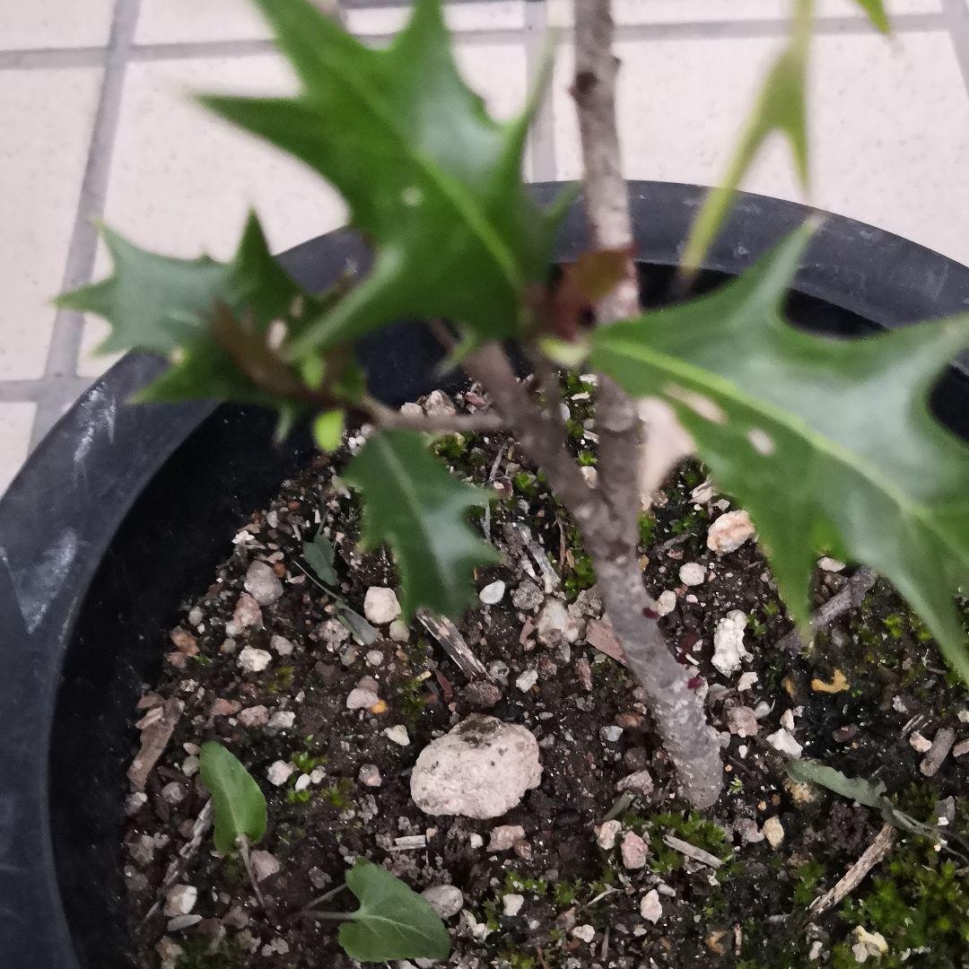 メルカリ ヒイラギ 柊 柊木 縁起木 厄除け 植物 観葉植物 1 260 中古や未使用のフリマ メルカリ ヒイラギ 柊 柊木 縁起木 厄除け 植物 観葉植物 1 260 中古や未使用のフリマ