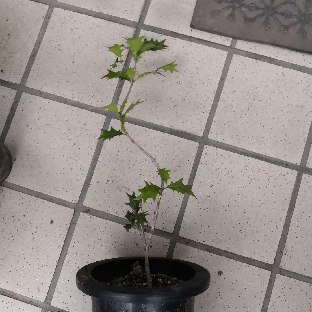 メルカリ ヒイラギ 柊 柊木 縁起木 厄除け 植物 観葉植物 1 260 中古や未使用のフリマ メルカリ ヒイラギ 柊 柊木 縁起木 厄除け 植物 観葉植物 1 260 中古や未使用のフリマ