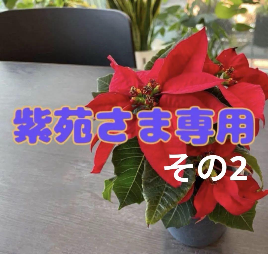 紫苑【その2】⭐︎ラスク他