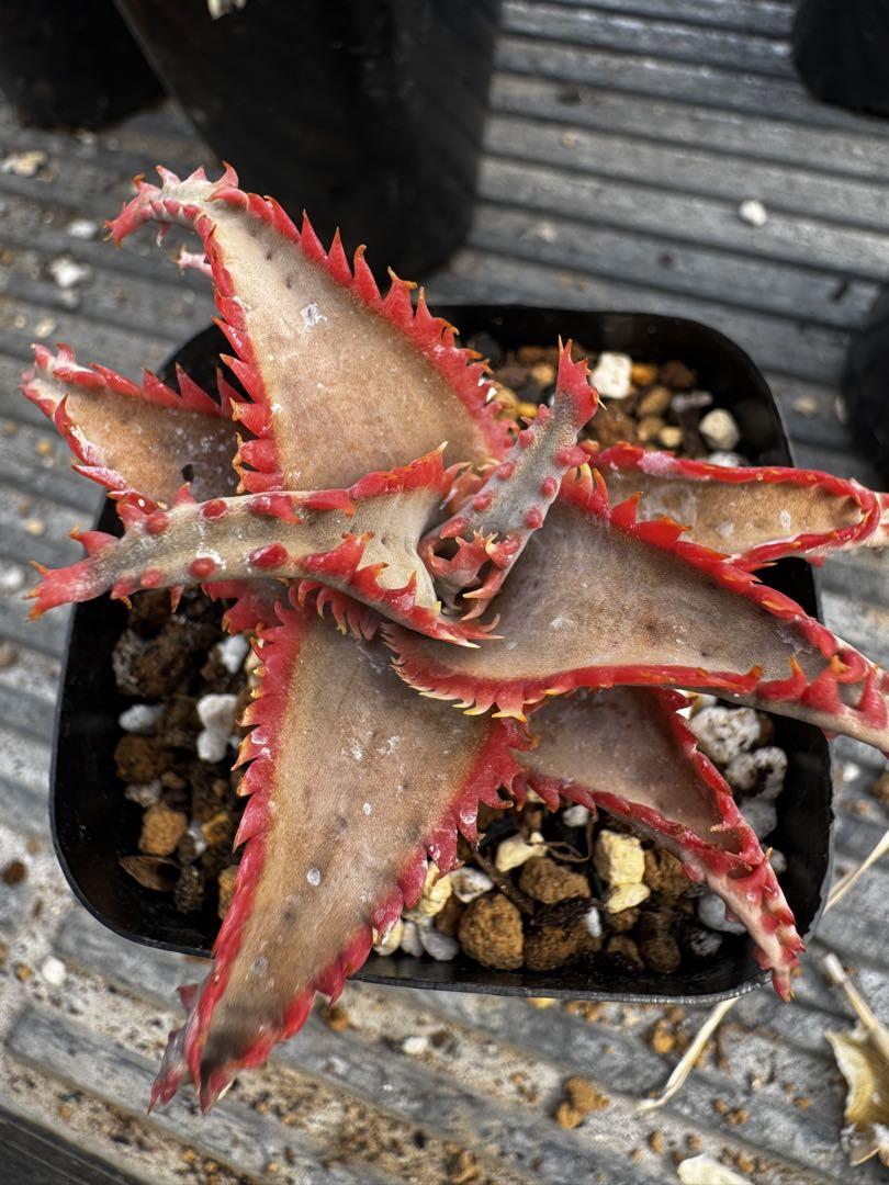 Aloe hybrid アロエ　ハイブリッド　子株　第四種