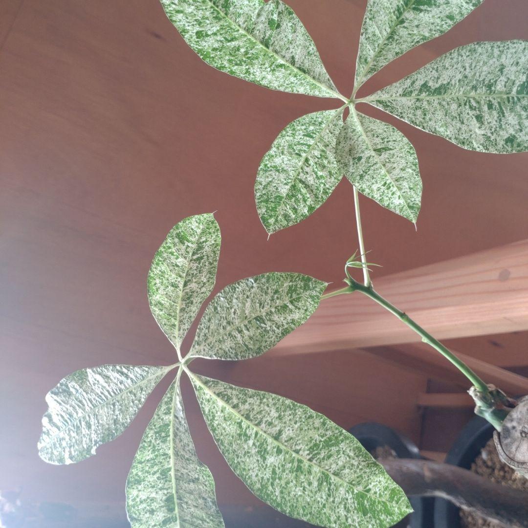 パキラ ミルキーウェイ トップカット 白斑入り - メルカリ パキラ ミルキーウェイ トップカット 白斑入り - メルカリ