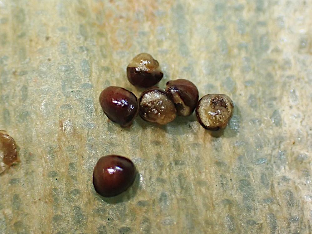 ヒナカンアオイ　2025年度採種　種子「６粒」　山野草