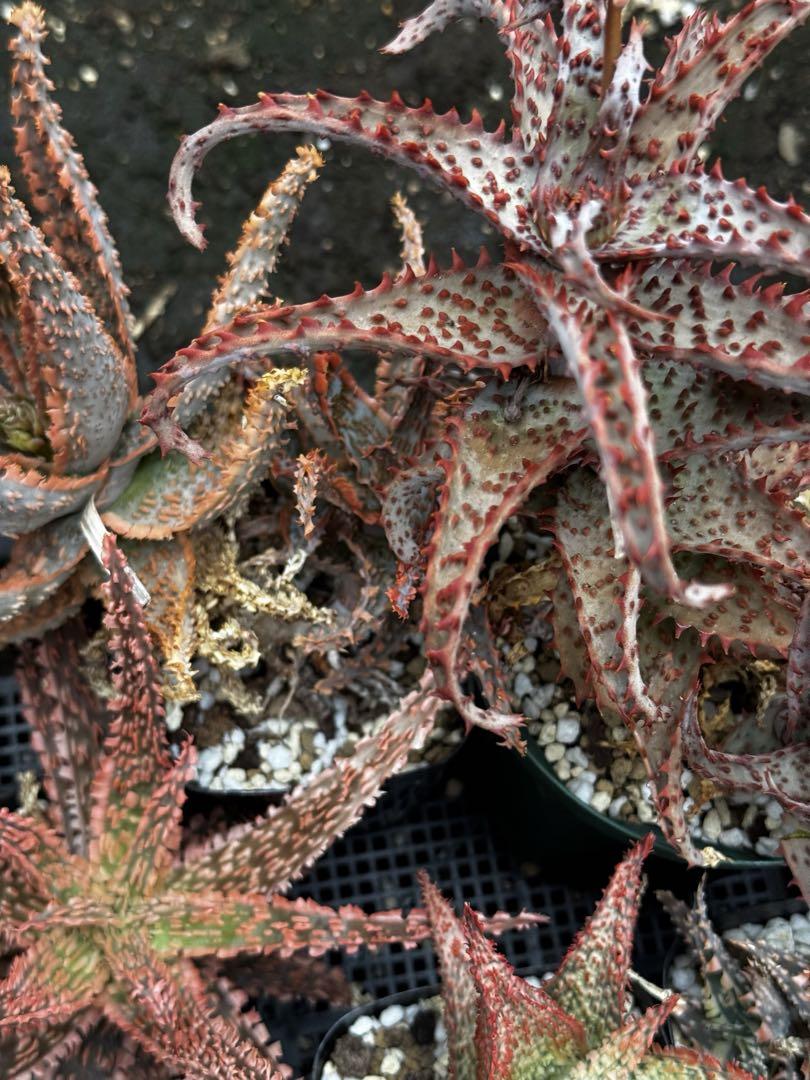 いいスタイル まとめパック 20株 第四種 ハイブリッド アロエ hybrid 実生Aloe ハオルチア・アロエ