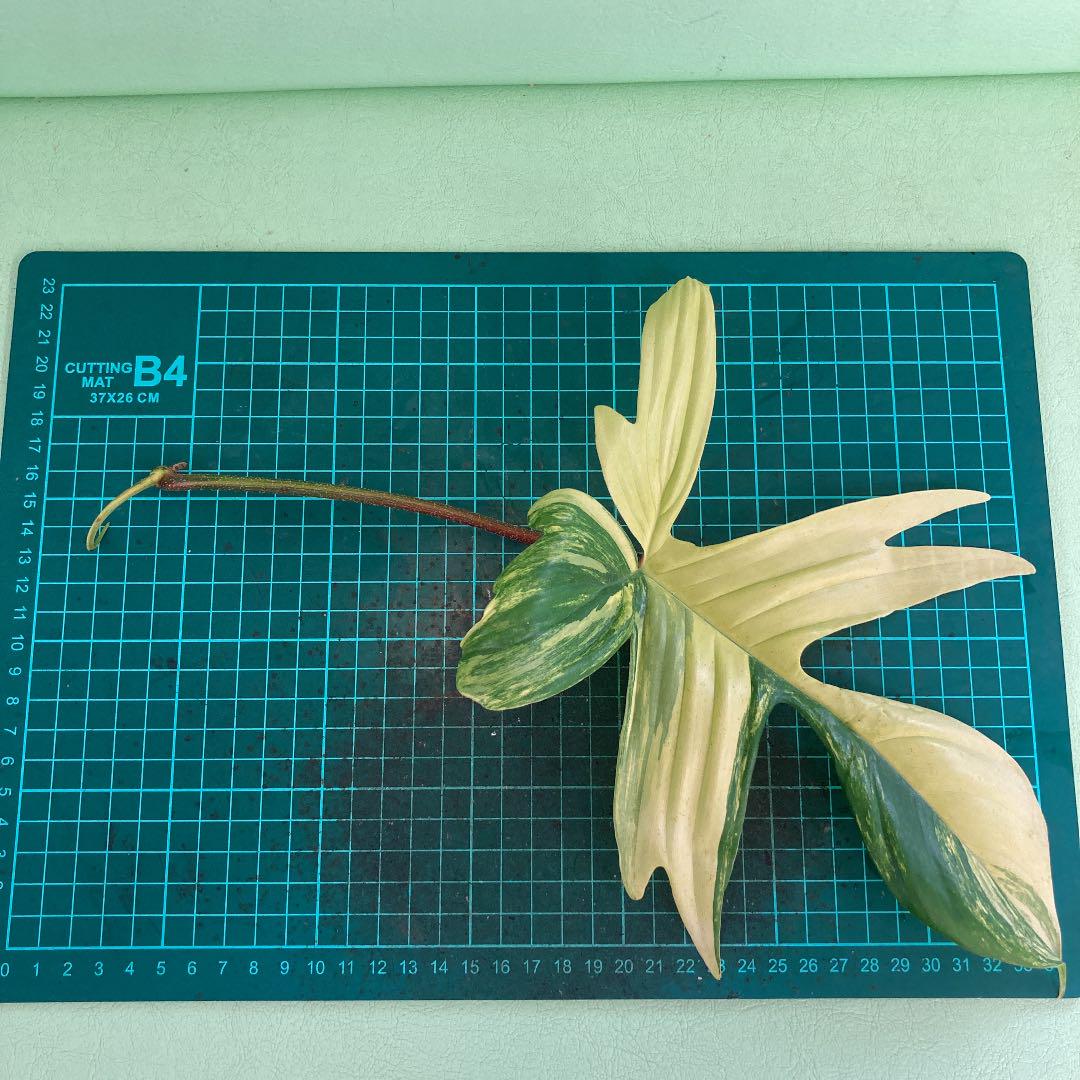 売れ筋がひ贈り物! フィロデンドロン フロリダビューティー 斑入り2 植物/観葉植物 インテリア小物¥11,250-eur-artec.fr 売れ筋がひ贈り物! フィロデンドロン フロリダビューティー 斑入り2 植物/観葉植物 インテリア小物¥11,250-eur-artec.fr