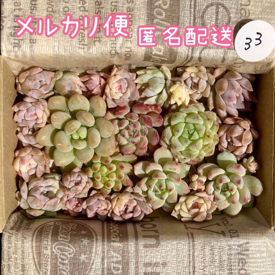 33 多肉植物 多肉弁当 詰め合わせ 寄せ植え セット カット苗 セダム