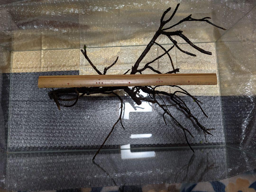 自家製アクアリウム用大型枝流木（ローズマリー）約40cm×30cm