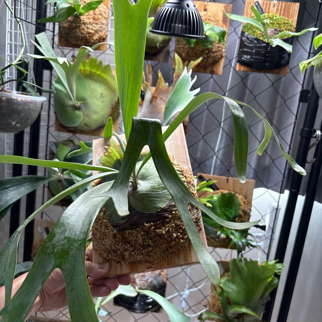 P.kirin目立った傷や汚れなし YUZUMIYA_COM