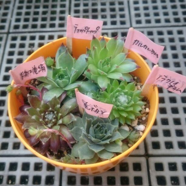 メルカリ さや 多肉植物 センペルビウム 寄せ植え5種類 抜き苗 植物 観葉植物 1 000 123 中古や未使用のフリマ