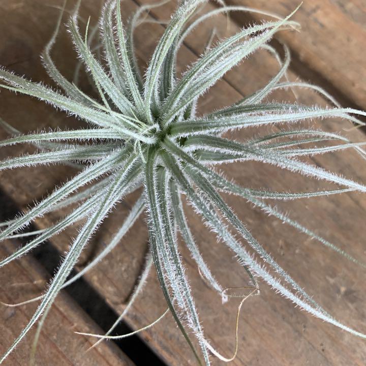 238 生花 チランジア テクトラム エアプランツ 観葉植物 メルカリ