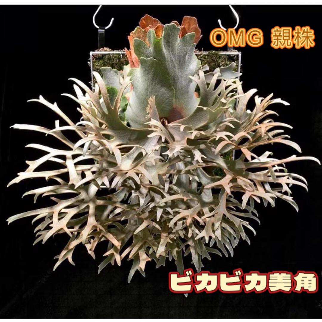 spore交配種