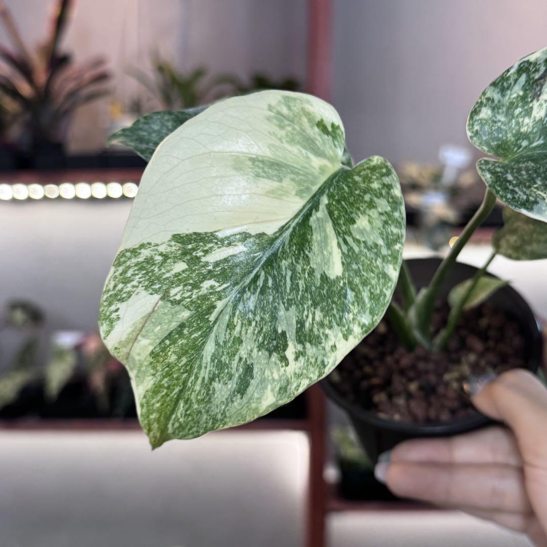 モンステラ デリシオーサ グリーンスノー 大株 モンステラ デリシオーサ グリーンスノー 観葉植物