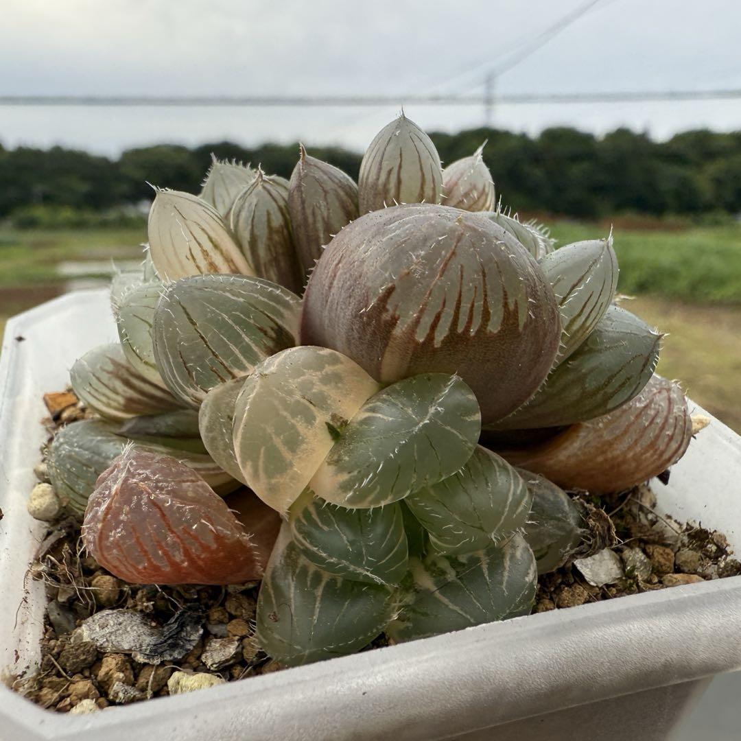 多肉植物　ハオルチア　大窓赤線錦 群生 鉢のまま