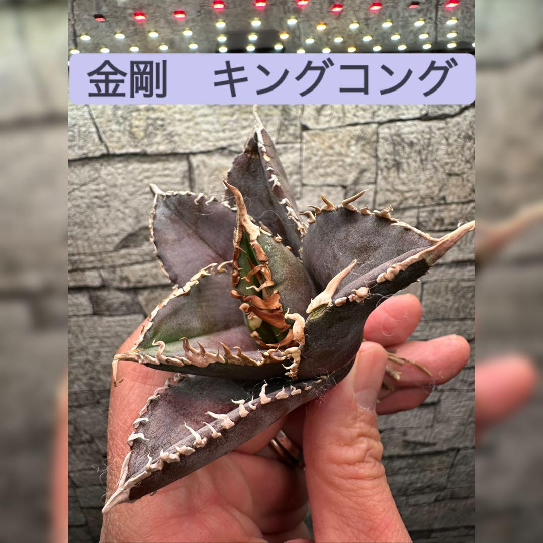 速達　スペシャルセット　白幽霊　魔丸　金剛　鳳凰