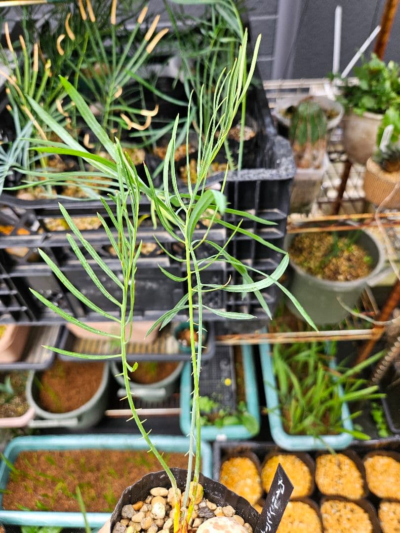 カイルンシアナ♥に近い