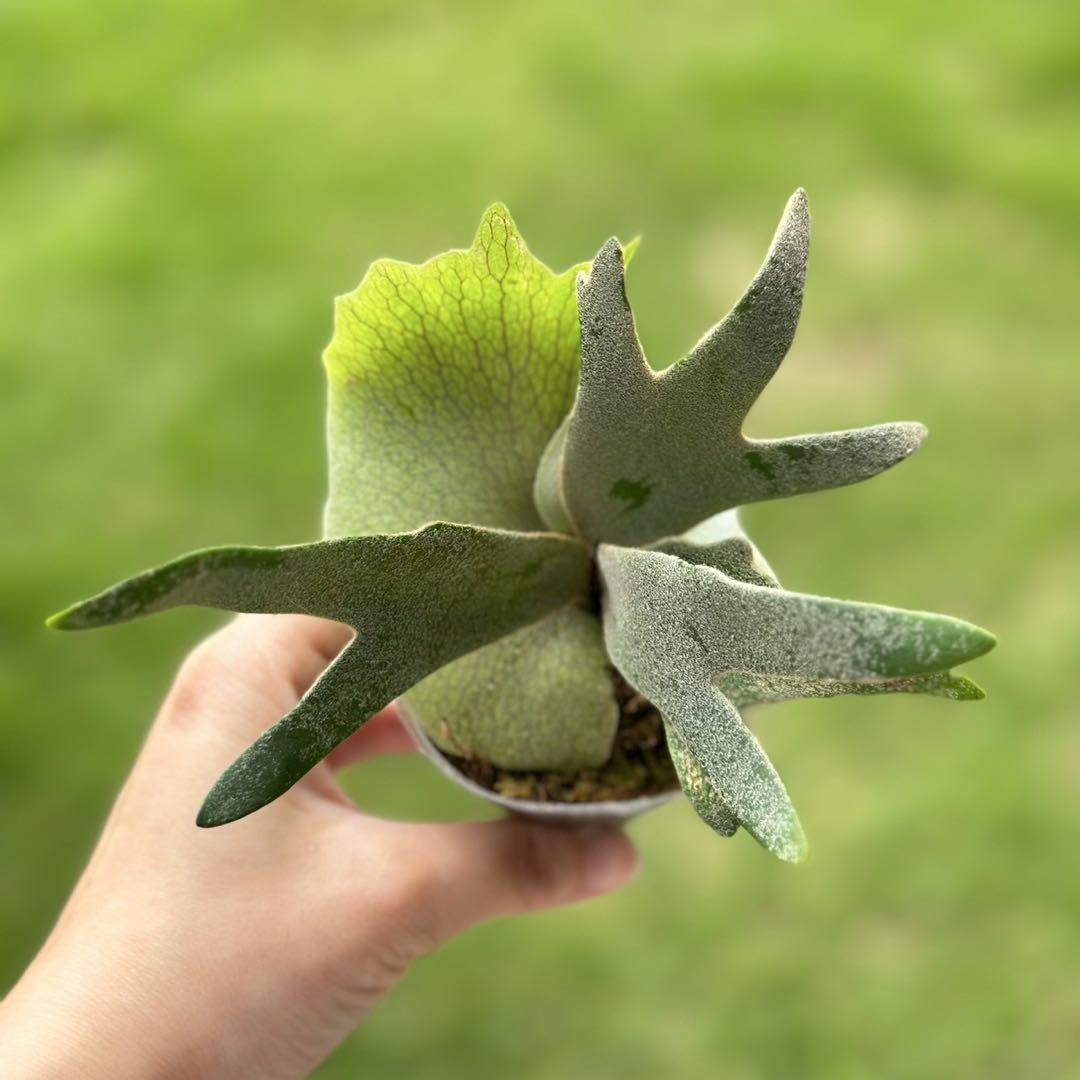 たけしたけし様P.willinckii ’Jade Girl’ spore 18