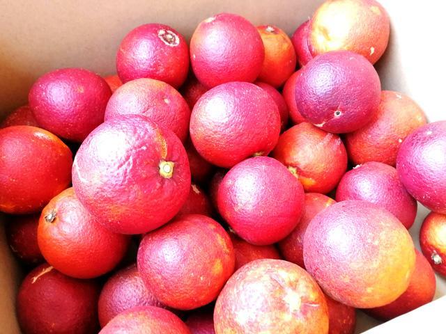 最終販売【送料無料　ご家庭用】愛媛産　ブラッドオレンジ　モロ　中～小玉　約4ｋｇ