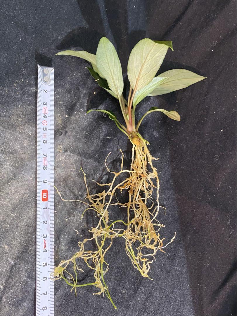 Homalomena sp.
