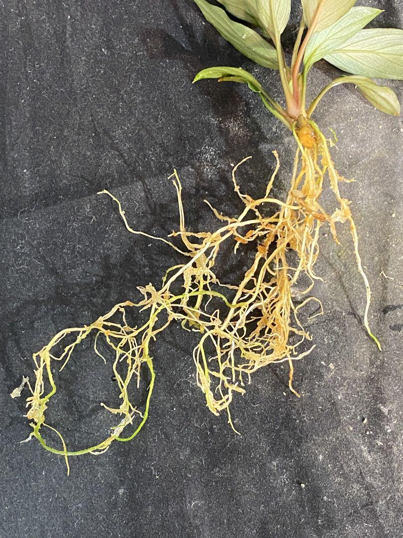 Homalomena sp.
