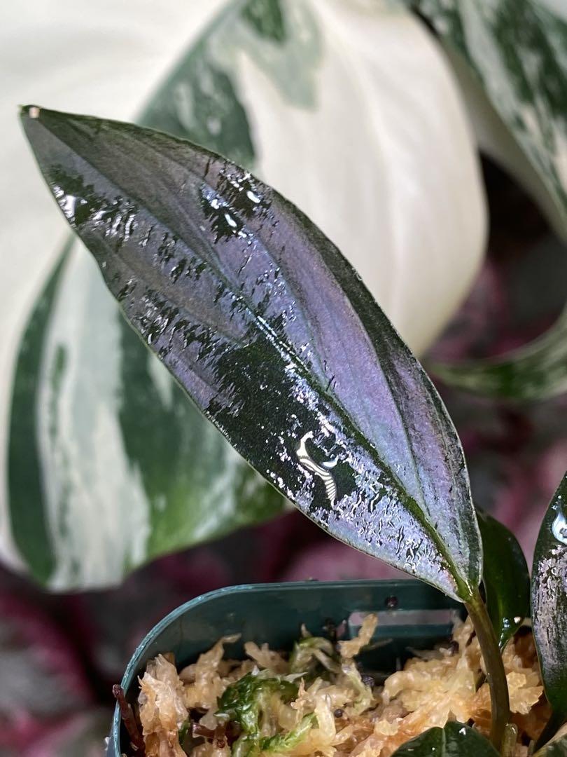 Homalomena sp.