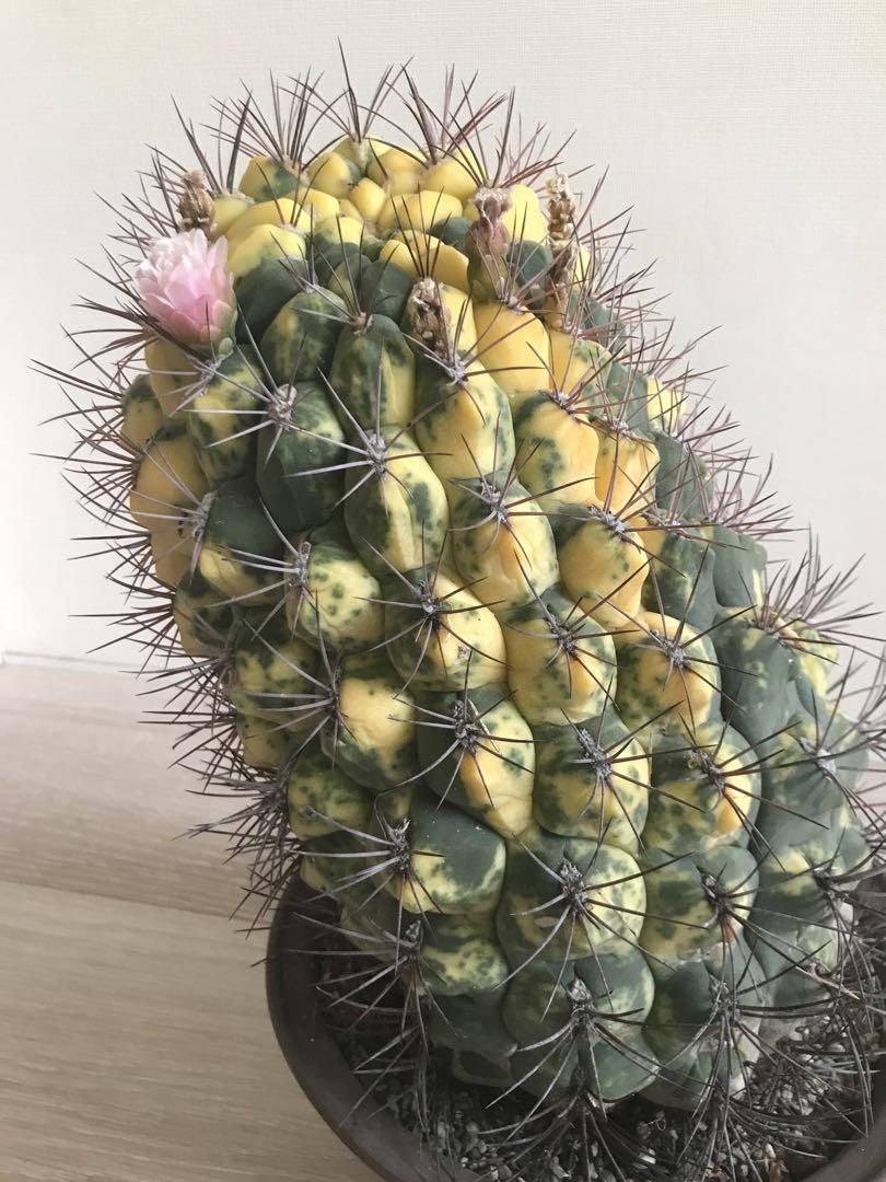 ギムノカリキウム 新天地錦