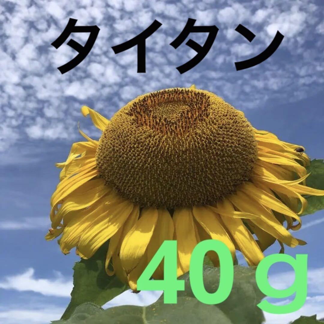 ひまわり タイタン 1000粒 お徳用 固定種 自然栽培 自家採種