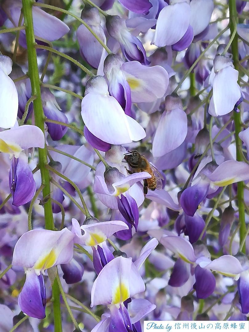 国産蜂蜜 百花蜜 1000g 2本 長野県産 生はちみつ 純粋ハチミツ