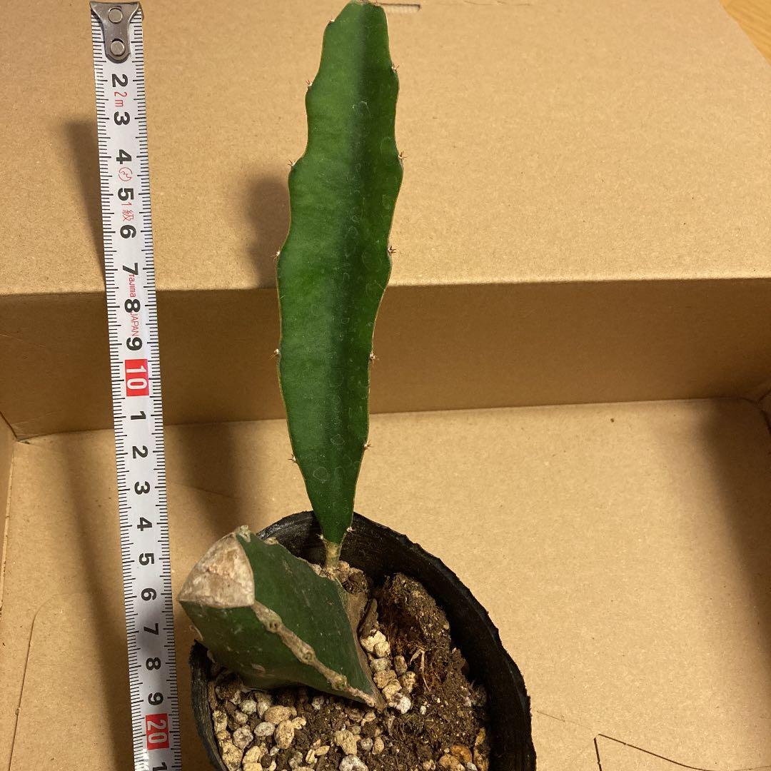メルカリ サボテン 三角柱 接木にどうぞ 植物 観葉植物 0 中古や未使用のフリマ