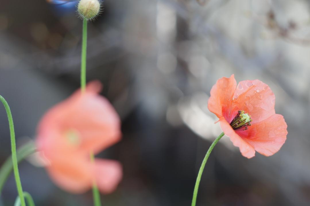 光学美品・作例有✨ PENTAX スーパータクマー 55mm f1.8 前期型