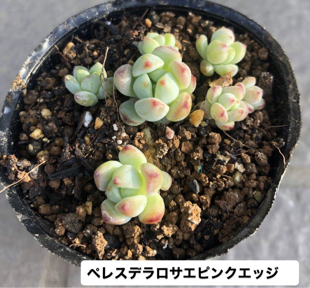 高額売筋】 多肉植物 ペレスデラロサエピンクエッジ 植物/観葉植物