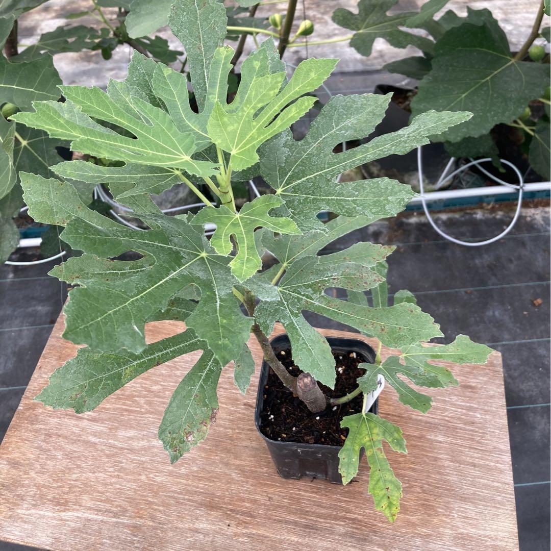 Tropical Goldenberry挿木苗 イチジク Tropical Goldenberry挿木苗 イチジク - メルカリ