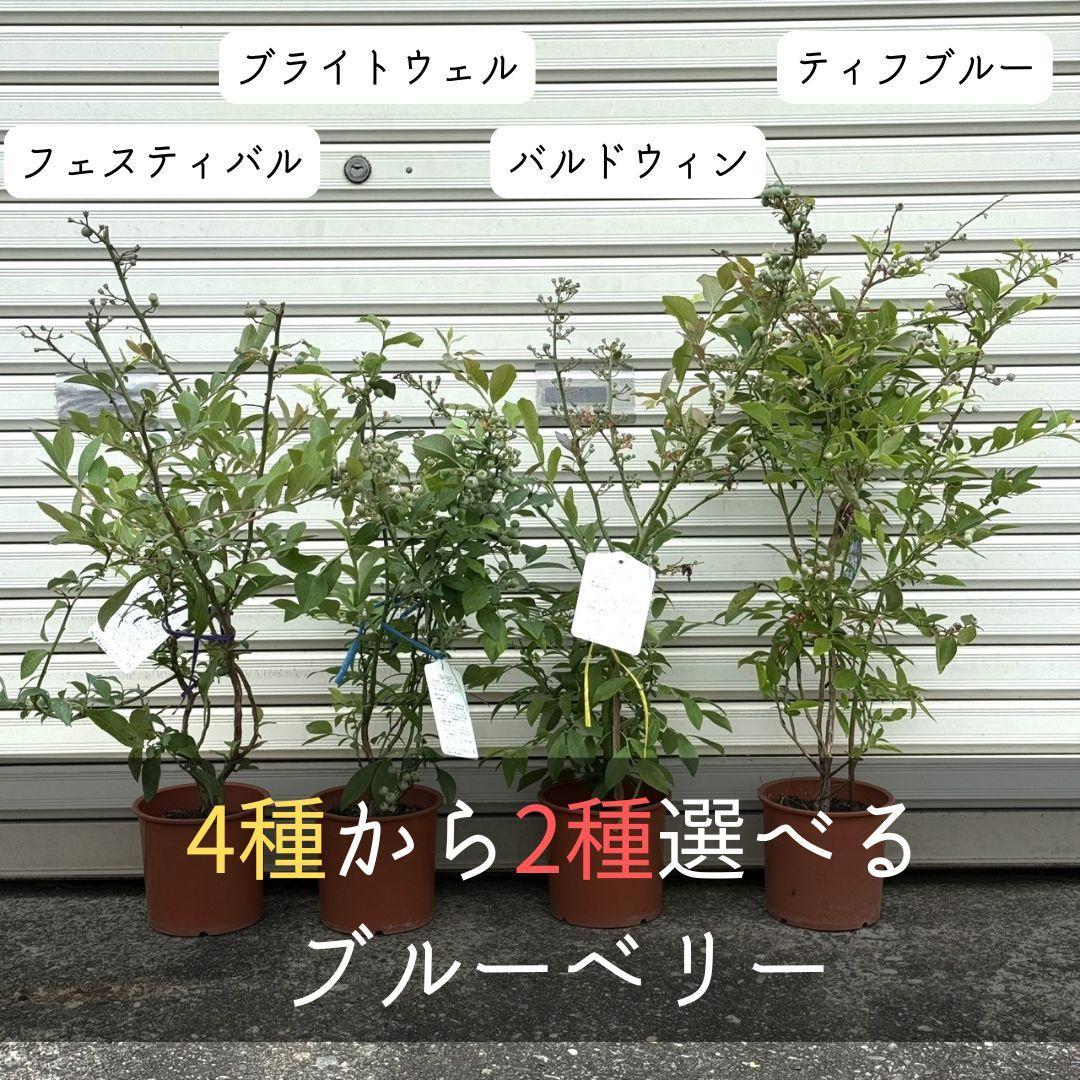 紀州田辺ちっぽけな畑の南高梅⭐︎傷あり傷無しL、2L混合10キロです⭐︎2 紀州田辺ちっぽけな畑の南高梅10キロ⭐︎傷あり傷無L.2L混合です