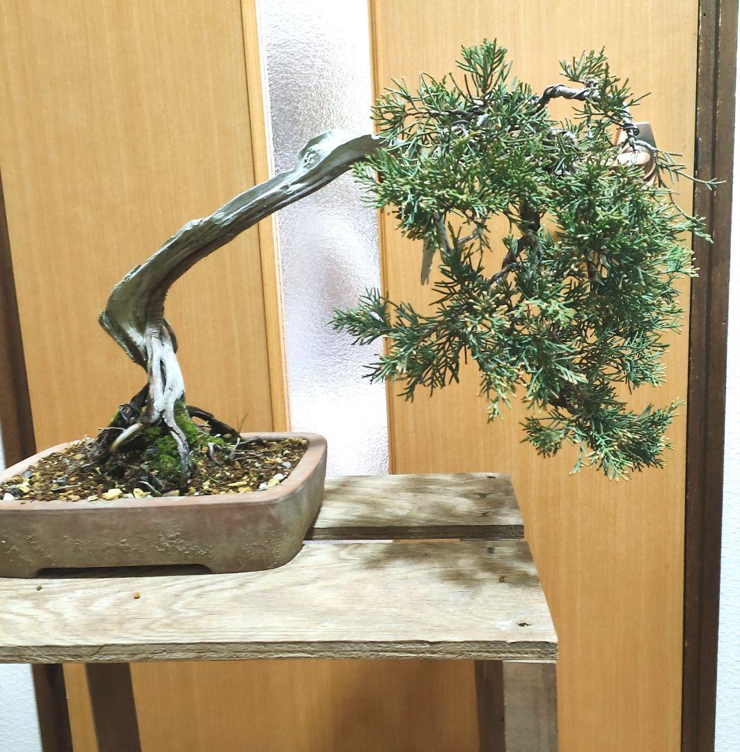 新素材新作 山木真柏盆栽(木嶋様専用 他の方は買わないで下さい) 植物