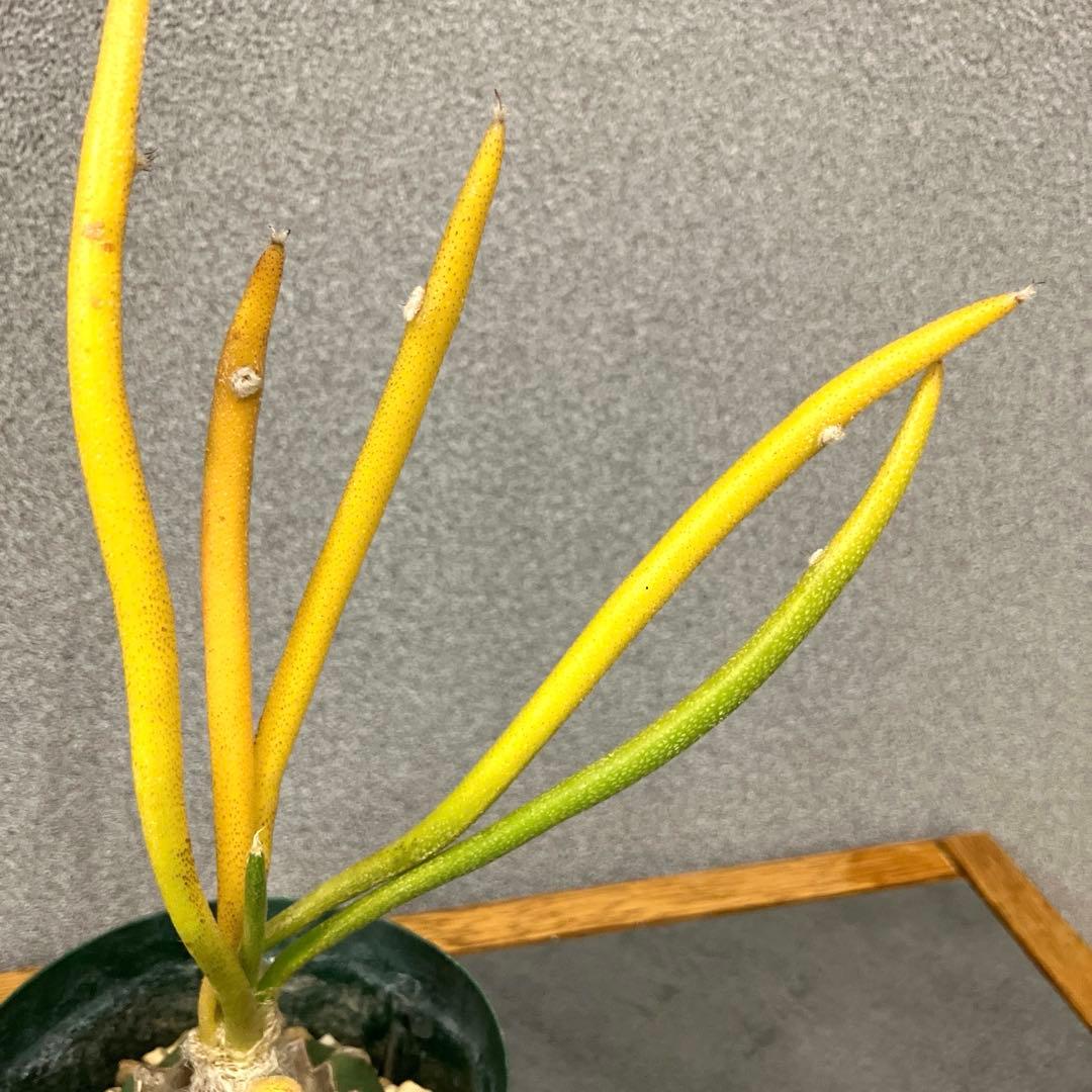 希少❗️斑入り❗️アストロフィツム　カプトメデューサ✨