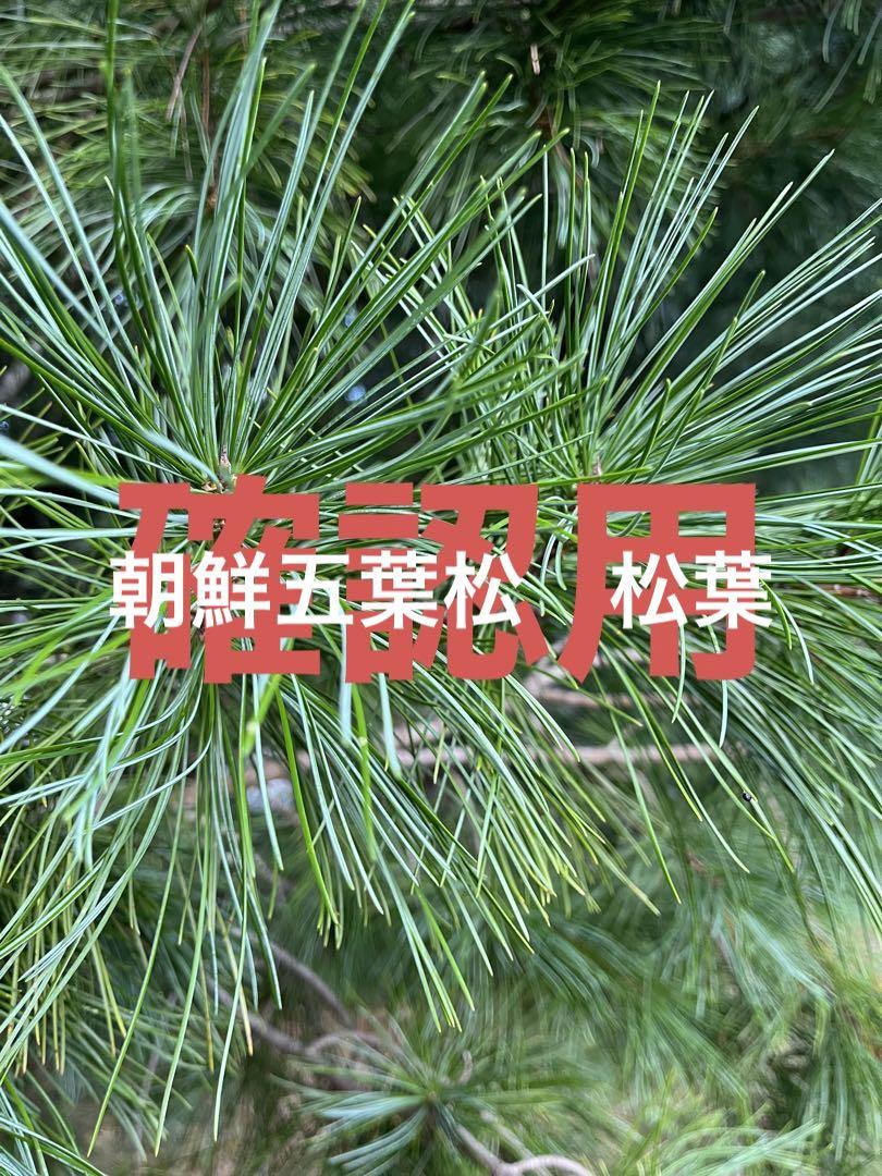 北海道十勝寒冷地の朝鮮五葉松松葉