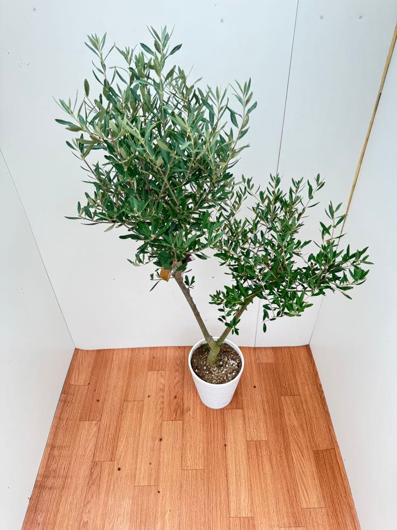 オリーミー 接木