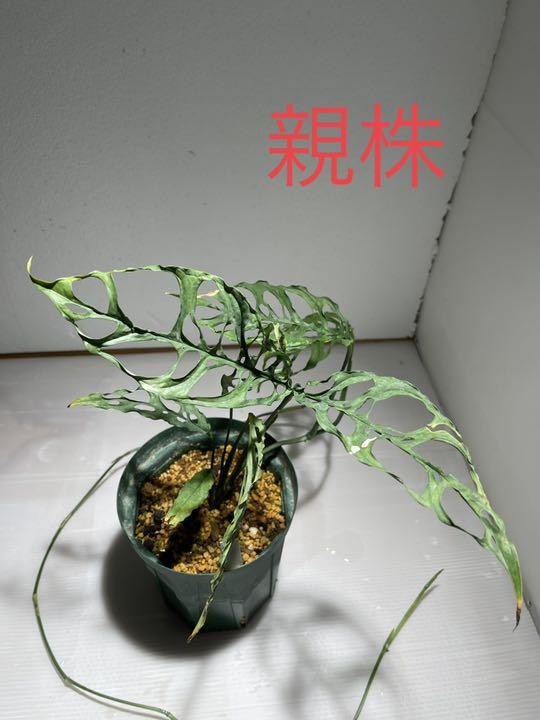 超美品 感謝 モンステラ オブリクア ペルー ランナー 2節 ノード トップ苗 41 植物 観葉植物 インテリア 住まい 小物59 割引 Www Ameublier Com