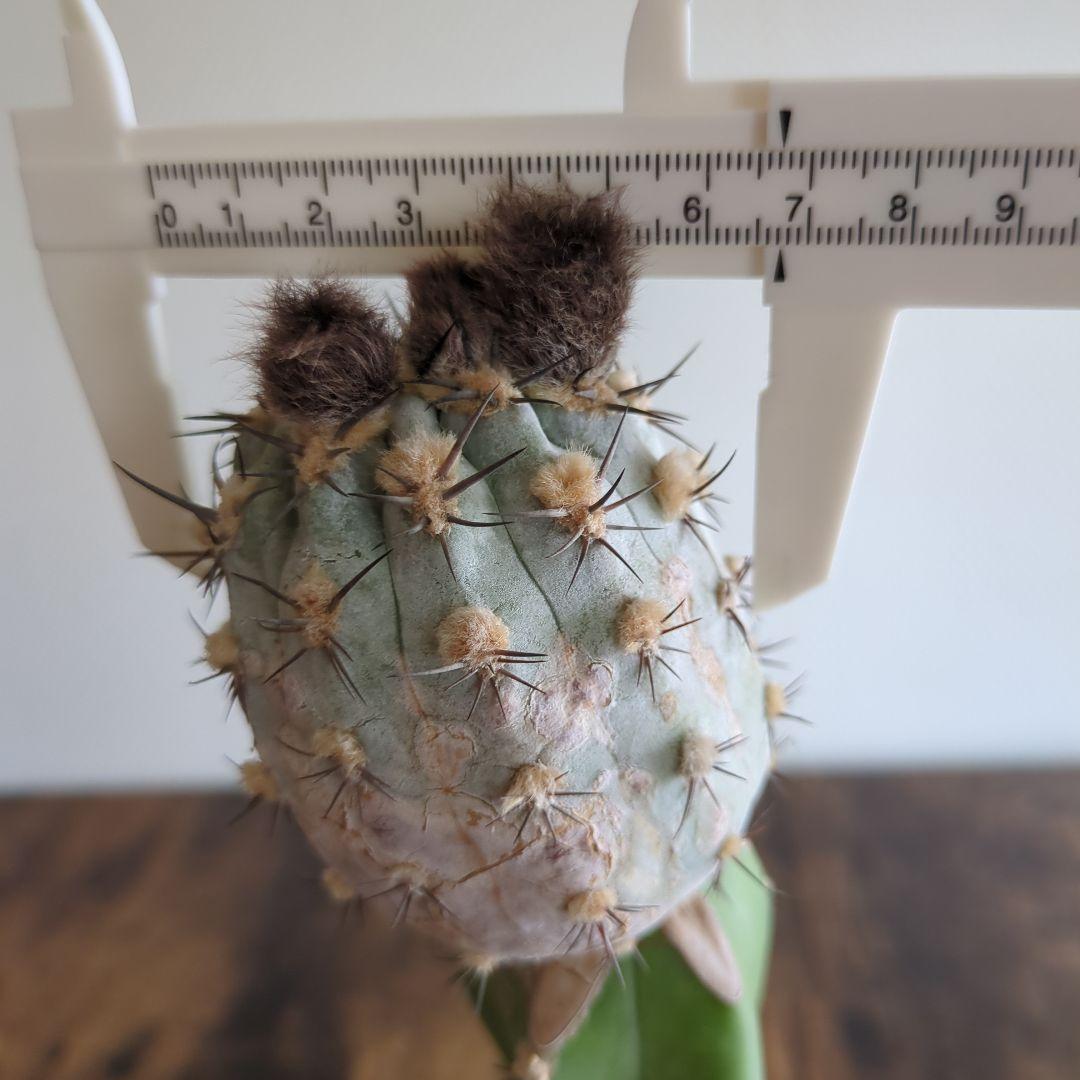 グラウカムやや傷や汚れあり