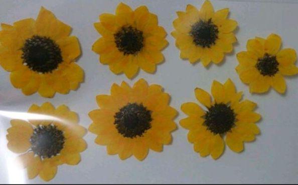 メルカリ ひまわり押し花 各種パーツ 888 中古や未使用のフリマ メルカリ ひまわり押し花 各種パーツ 888 中古や未使用のフリマ