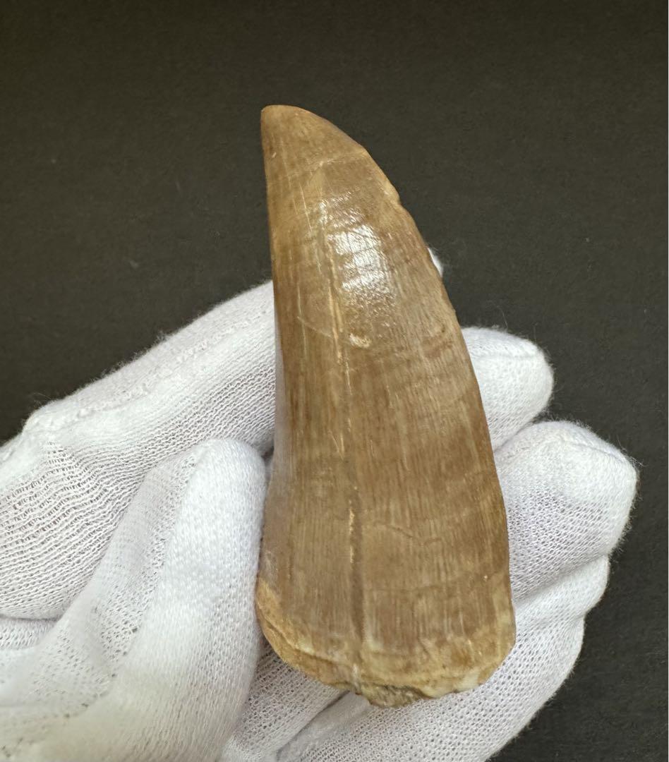 まるで獣脚類のようなモササウルスの巨大歯　約70mm