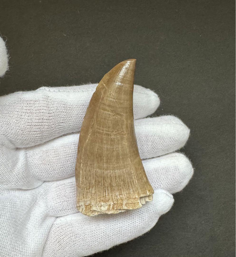 まるで獣脚類のようなモササウルスの巨大歯　約70mm