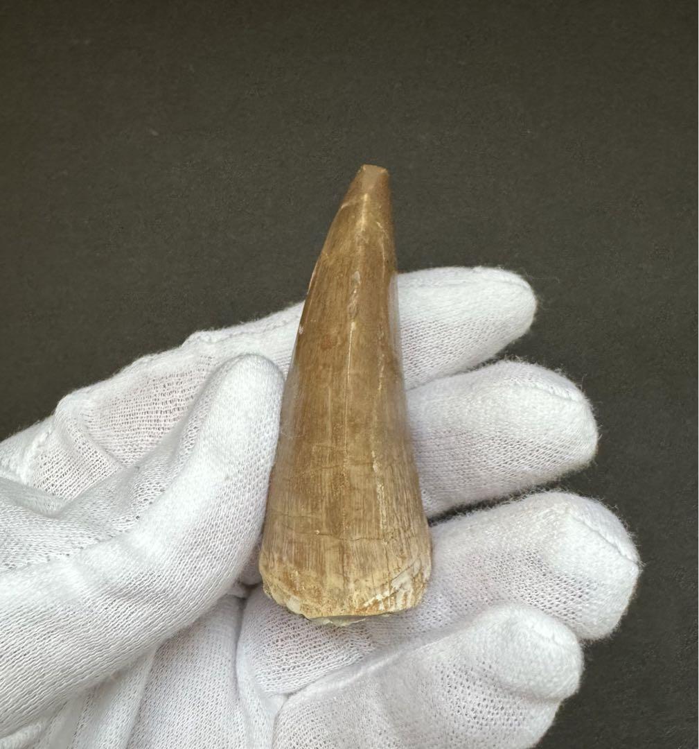 まるで獣脚類のようなモササウルスの巨大歯　約70mm