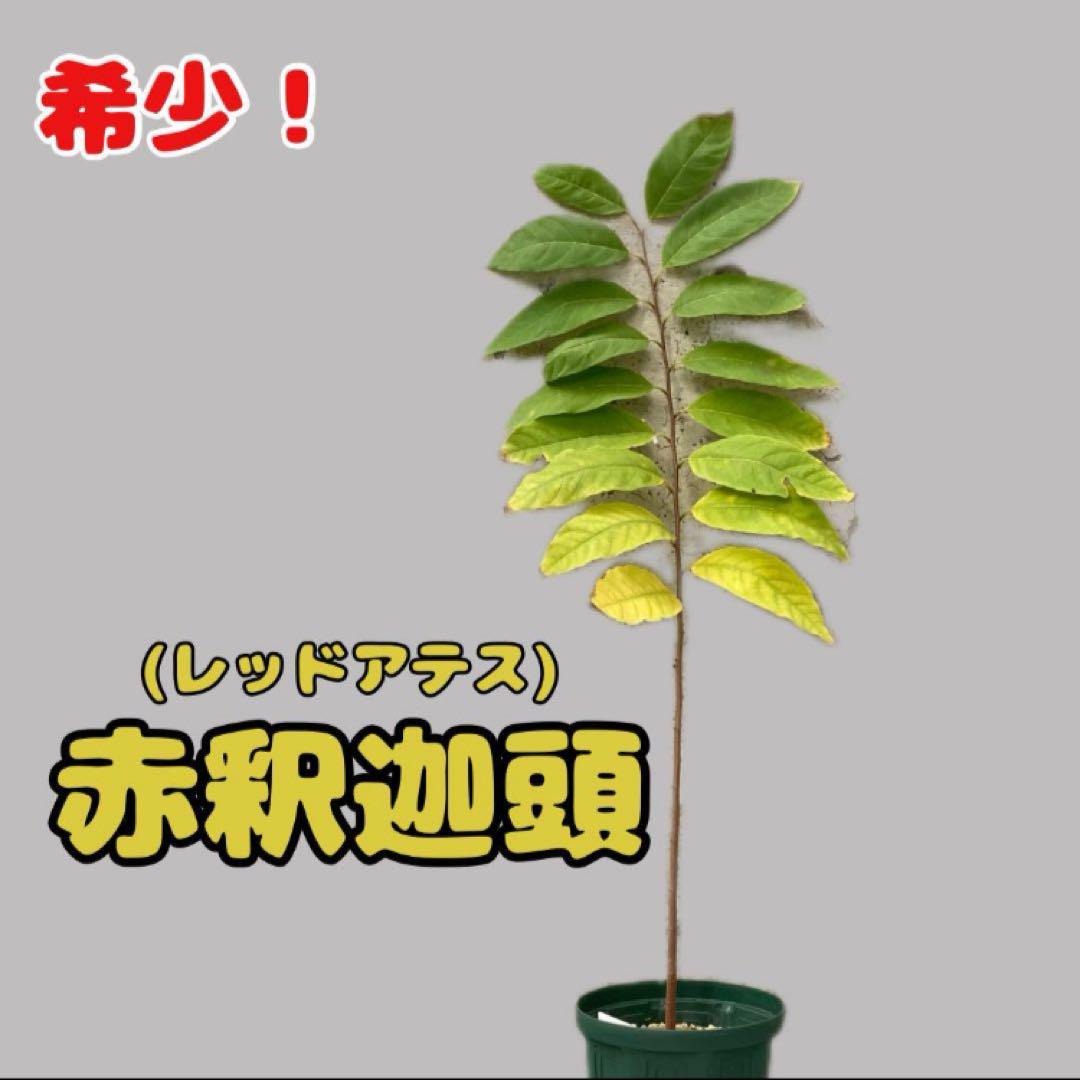a 山採り コハウチワカエデ 落葉樹