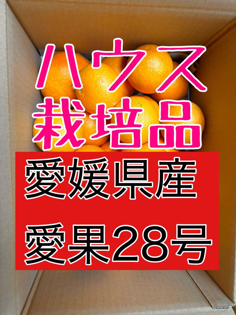 愛媛県産 訳あり愛果28号 5キロ本物