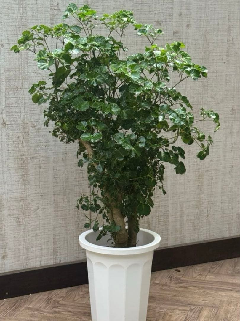 ☆ ポリシャス バタフライ♪ 10号size 122cm♪