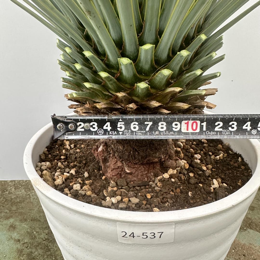 ロストラータ 24-537