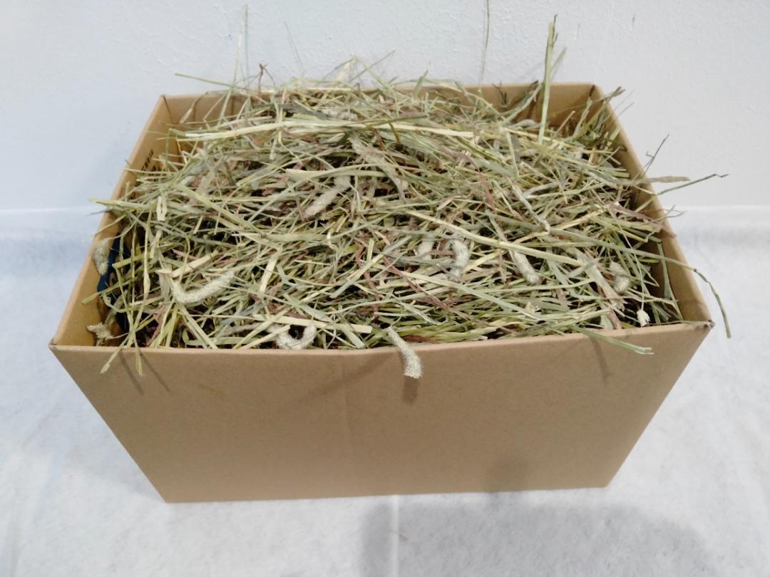 (12/22まで) カナダ産 チモシー 30kg スーパープレミアム １番刈