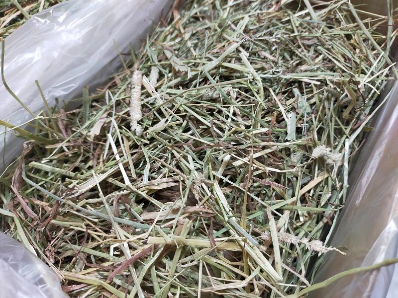 (12/22まで) カナダ産 チモシー 30kg スーパープレミアム １番刈