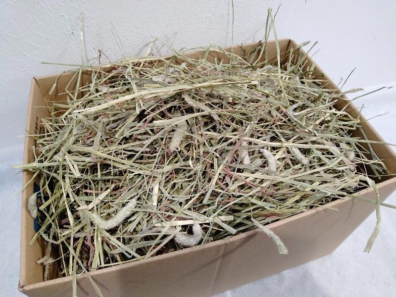 (12/22まで) カナダ産 チモシー 30kg スーパープレミアム １番刈