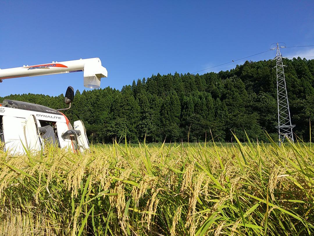 新米】【農家直送】令和6年産 新潟県産岩船産コシヒカリ 10kg