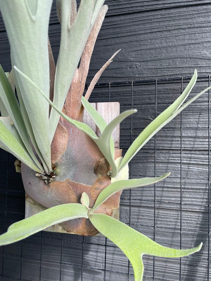 flowerやや傷や汚れあり